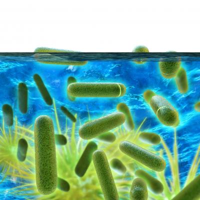 Große Trinkwasseranlagen sind anfälliger für Legionellen